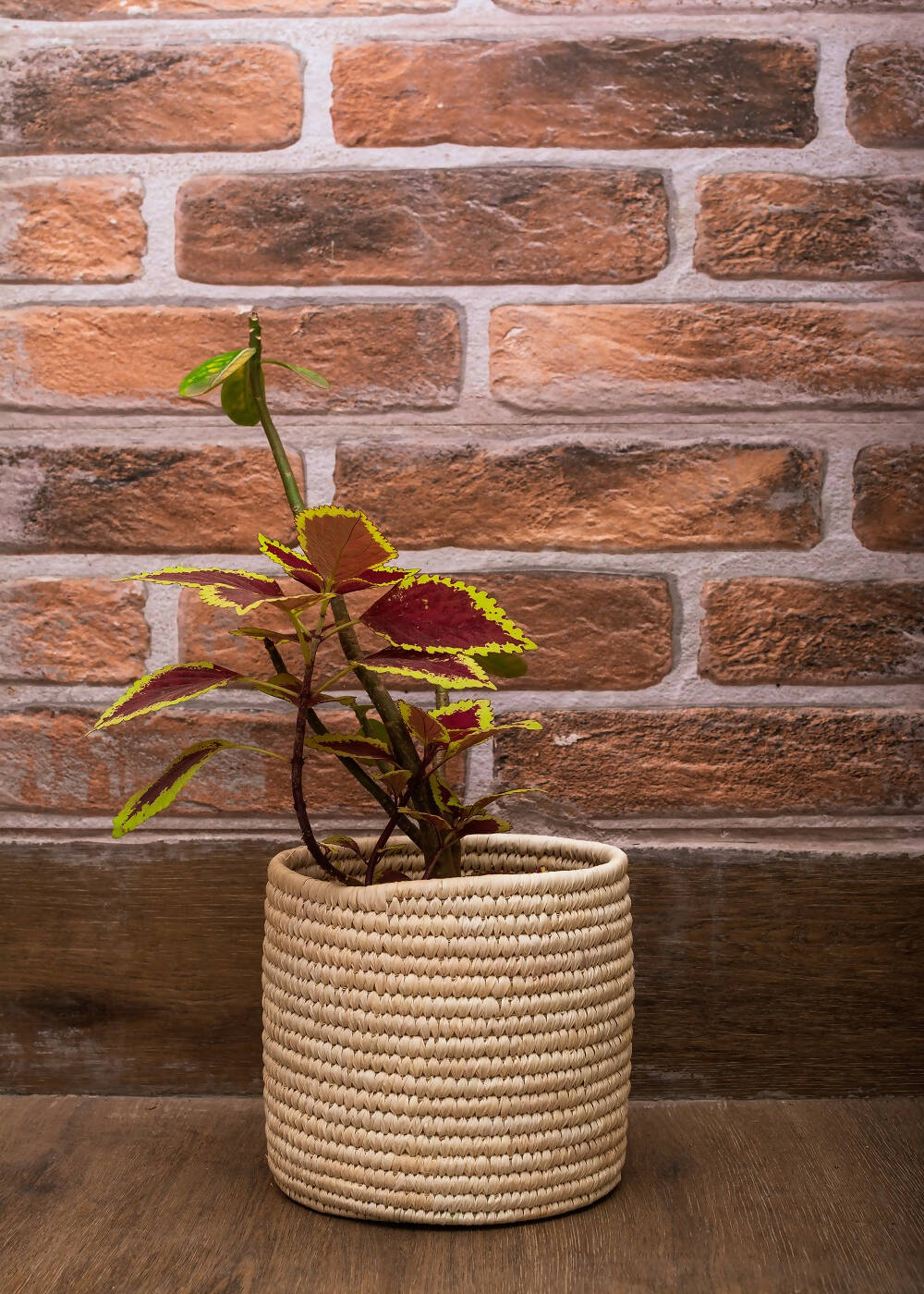 Date Palm Planter