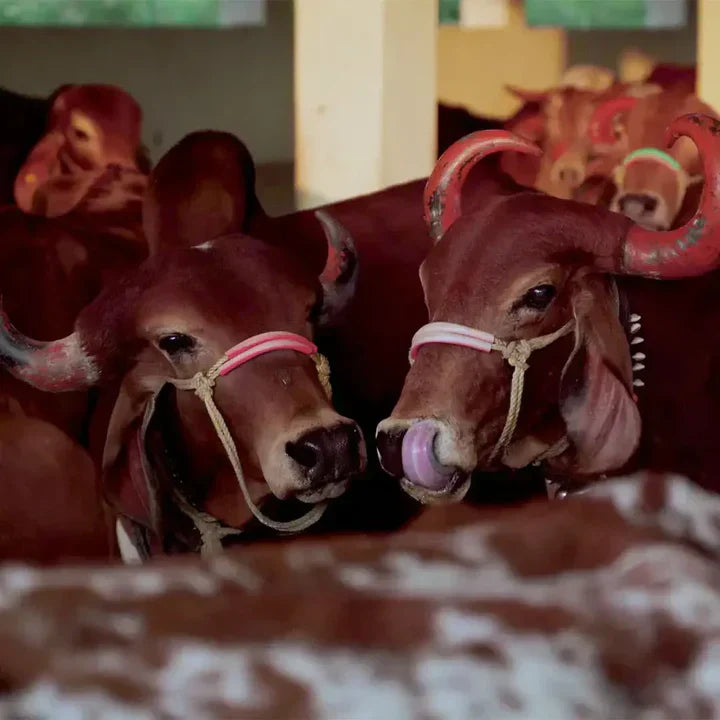 A2 Gir Cow Ghee