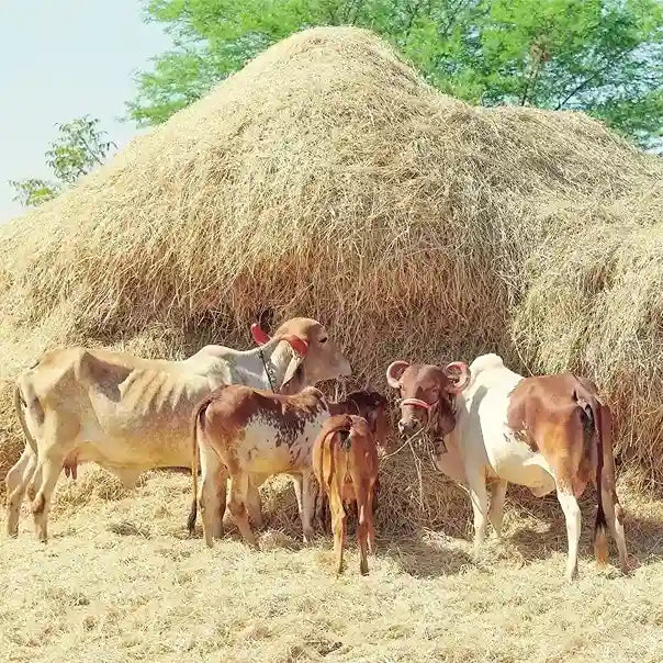 A2 Gir Cow Ghee