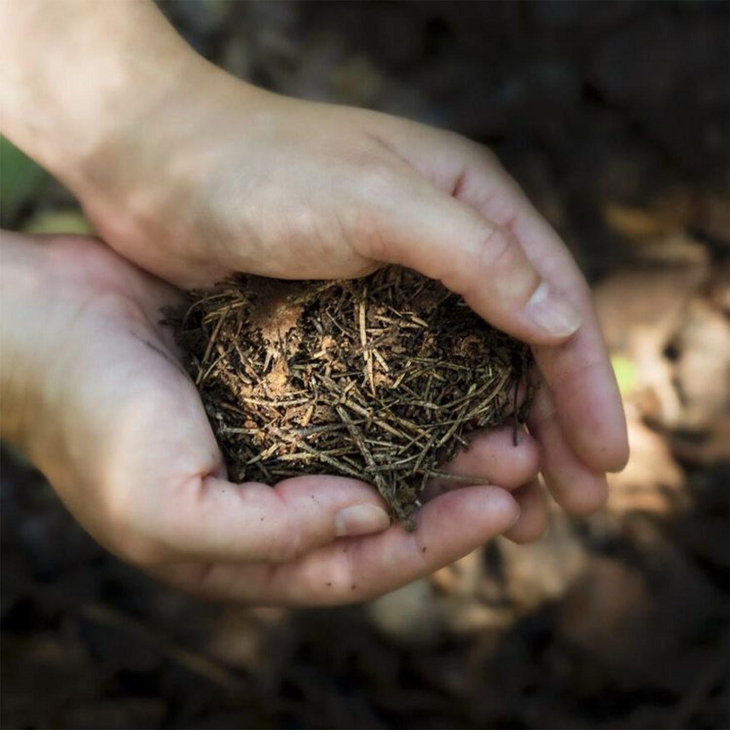 Forest Bathing Natural Skin Lotion