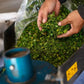 Organic Moringa Powder