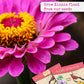 Zinnia Seeds