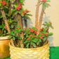 BAMBOO MULTIPURPOSE BASKET SET OF 4
