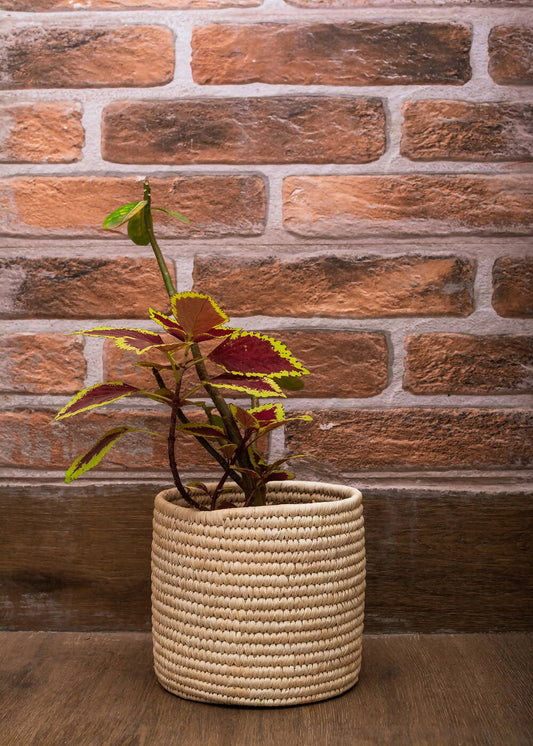 Date Palm Planter