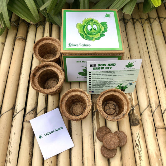DIY Gardening Kit of Lettuce Iceberg (Grow it Yourself Salad Kit)